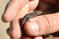 Xantusia vigilis