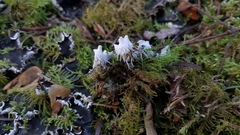 Peltigera hymenina