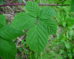 Rubus nemorosus