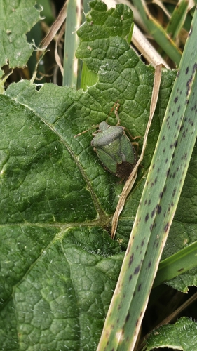 Green Shield Bug