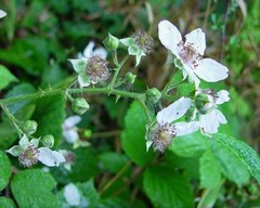 Rubus nemorosus