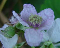 Rubus nemorosus