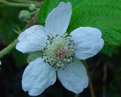 Rubus nemorosus