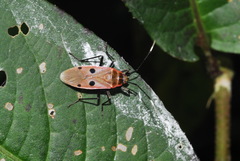 Physopelta quadriguttata