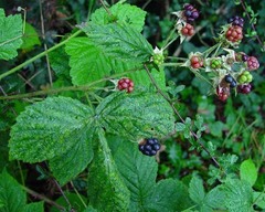 Rubus nemorosus