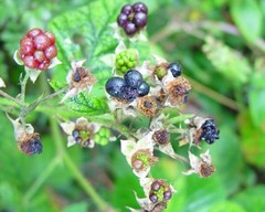 Rubus nemorosus