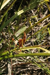 Hemiempusa capensis