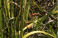 Hemiempusa capensis