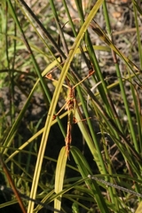 Hemiempusa capensis
