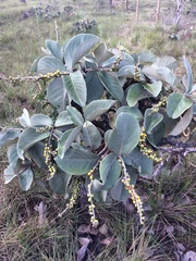 Byrsonima verbascifolia