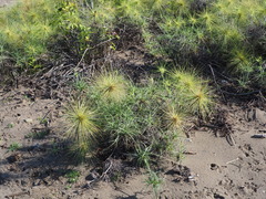 Spinifex