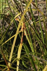 Hemiempusa capensis