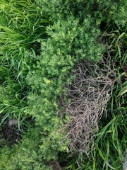 Acmispon dendroideus traskiae