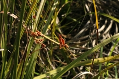 Hemiempusa capensis