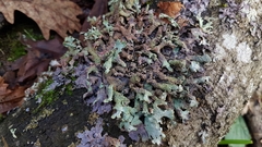 Parmelia submontana
