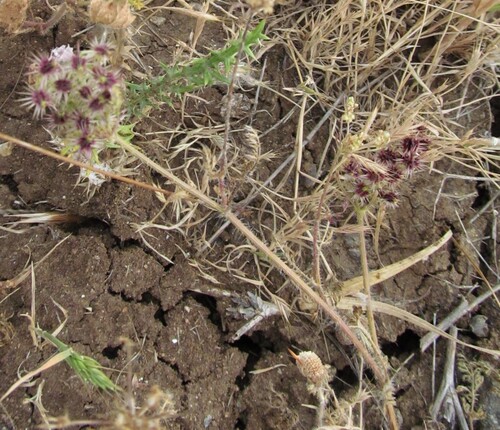 Mediterranean Carrot (Daucus muricatus)