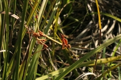 Hemiempusa capensis