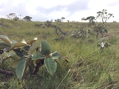 Byrsonima verbascifolia