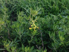 Acmispon dendroideus traskiae