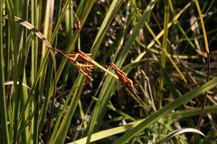 Hemiempusa capensis