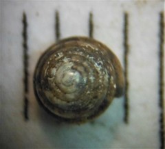 Euconulus trochulus