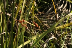 Hemiempusa capensis
