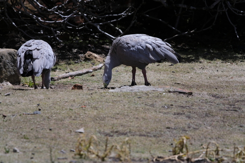 Cape Barren Goose (Cereopsis novaehollandiae), photo 4
