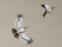 Greater Hoopoe-Lark photo 2