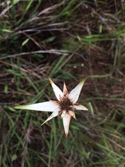 Rhynchospora consanguinea