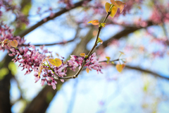 Cercis chinensis