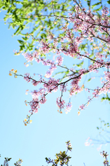 Cercis chinensis