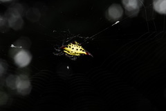 Gasteracantha sauteri