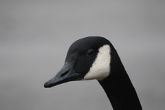 Branta canadensis