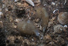 Ascidia conchilega