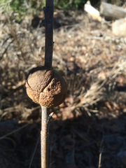 Disholcaspis spongiosa