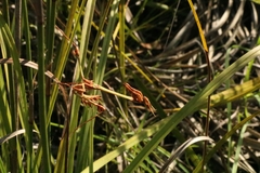 Hemiempusa capensis
