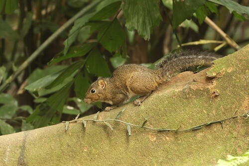 Perny's Long-nosed Squirrel