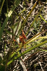 Hemiempusa capensis