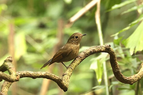 White-tailed Robin (Myiomela leucura), photo 2