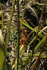Hemiempusa capensis