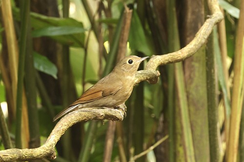 White-tailed Robin (Myiomela leucura)