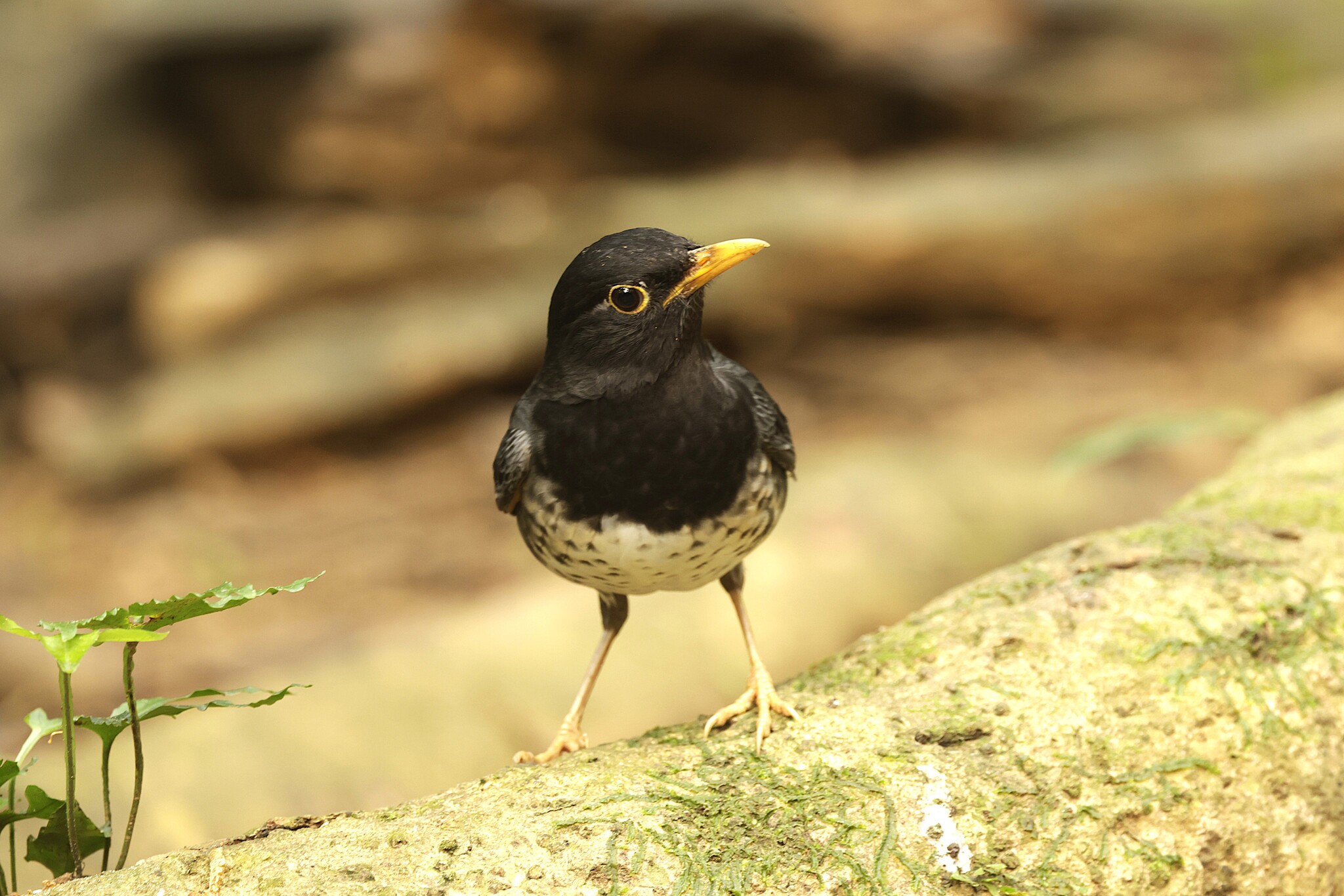 Japanese Thrush (Turdus cardis), photo 5