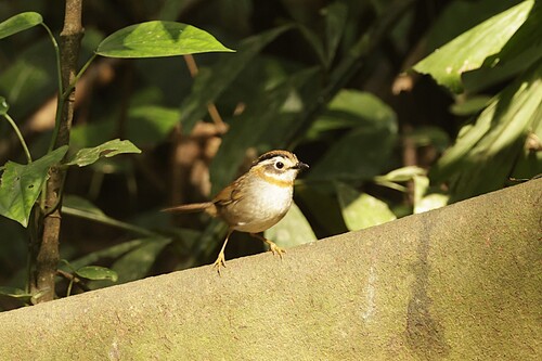 Rufous-throated Fulvetta (Schoeniparus rufogularis), photo 10