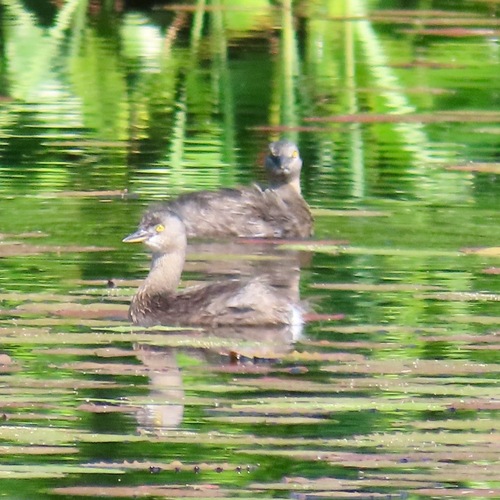 Least Grebe (Tachybaptus dominicus)