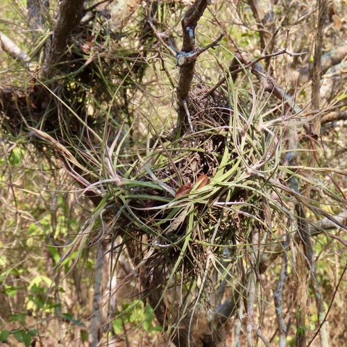 Tillandsia schiedeana (Tillandsia schiedeana)