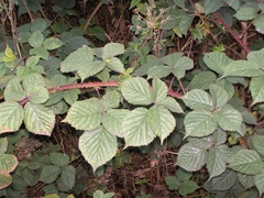 Rubus intensior