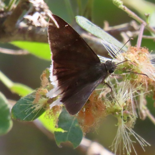 White-tailed Longtail (Cecropterus doryssus)