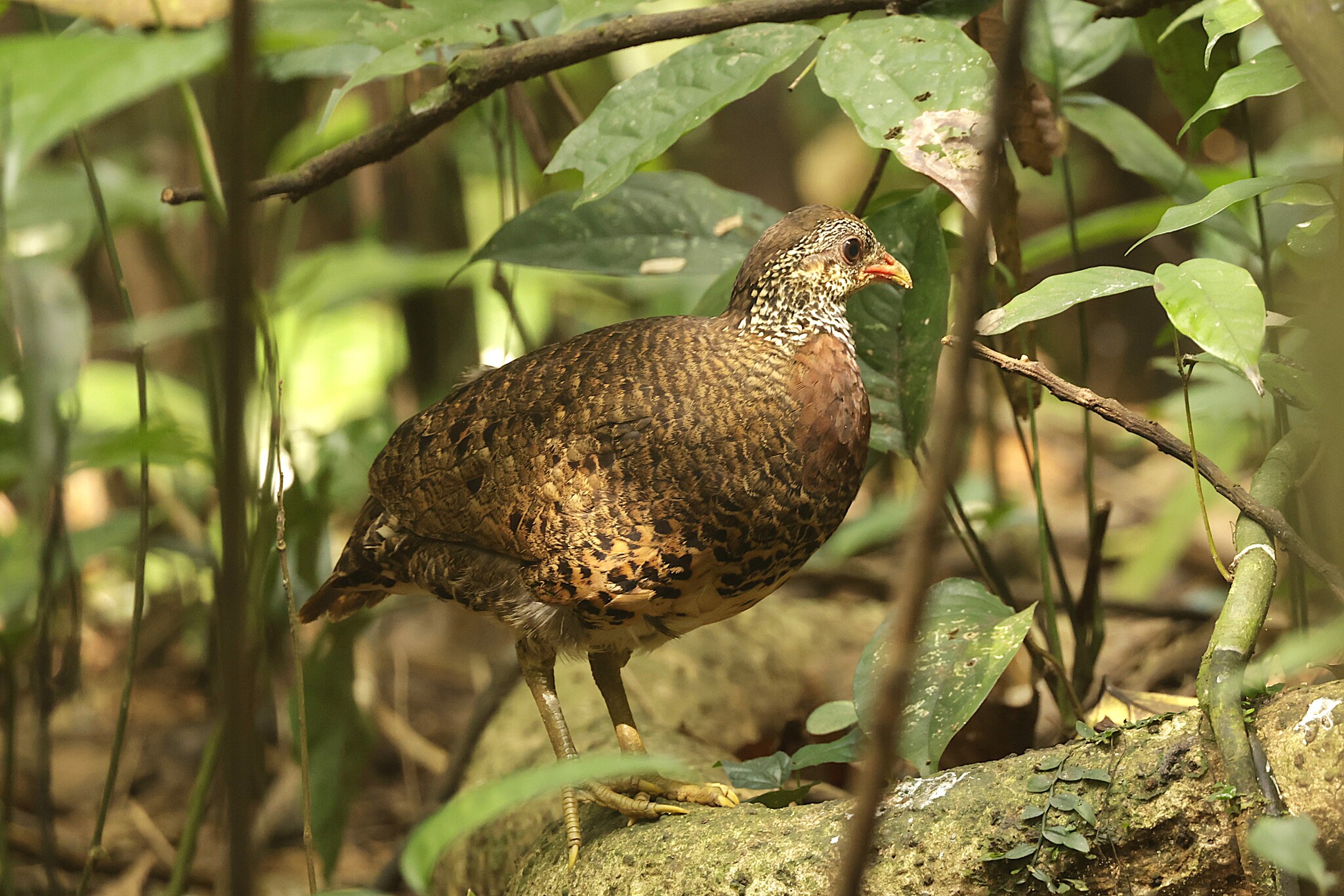 Green-legged Partridge (Tropicoperdix chloropus), photo 3