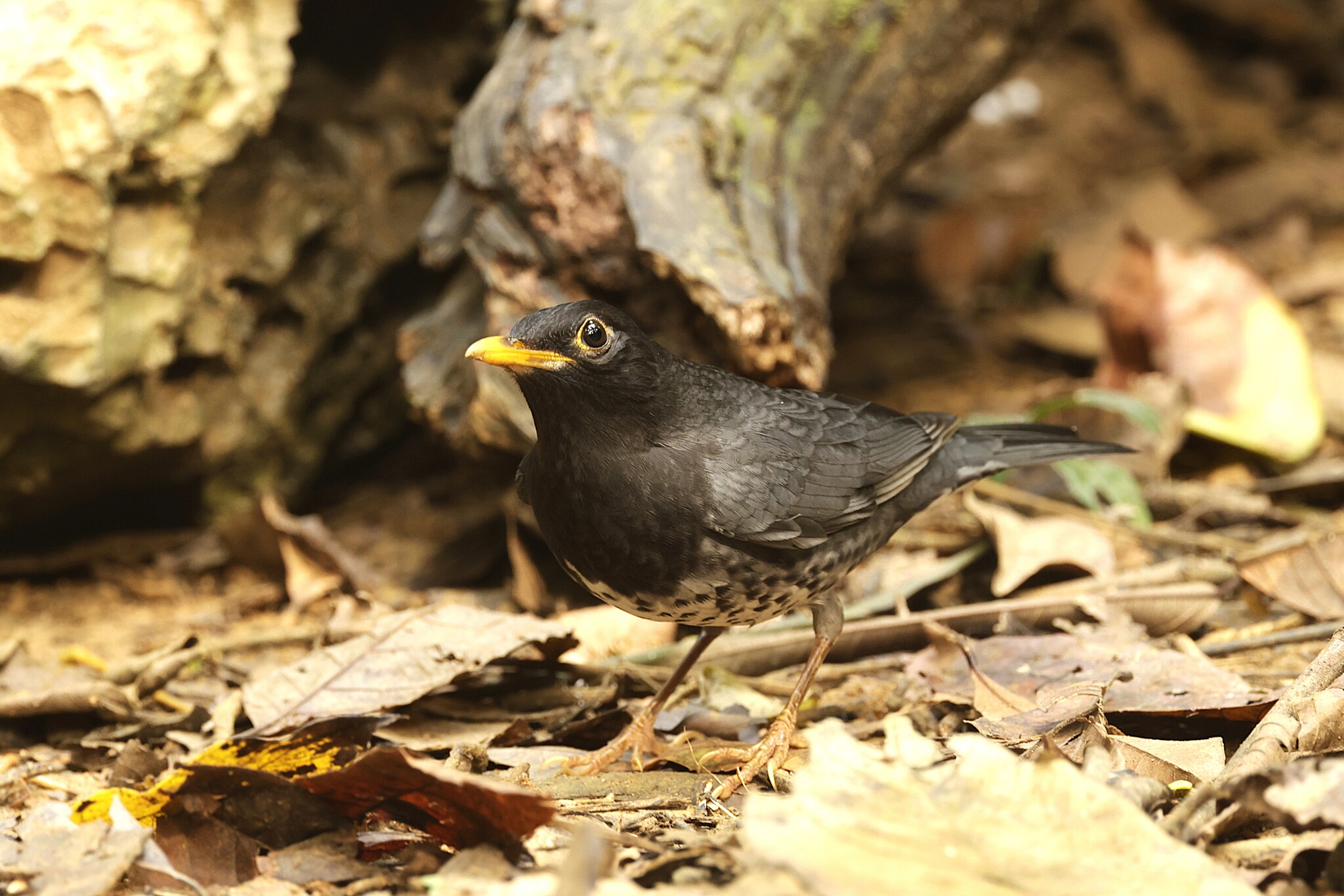 Japanese Thrush (Turdus cardis), photo 4