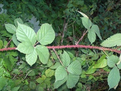 Rubus intensior